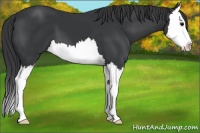 Horse Color:Black Splash