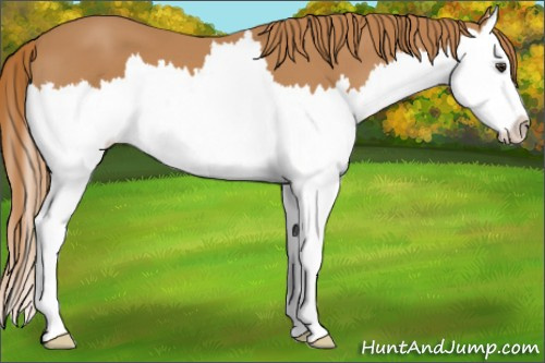 Horse Color: Chestnut Splash 