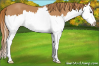 Horse Color:Chestnut Splash