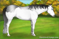 Horse Color:Gray Black Splash