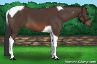 Horse Color:Brown Tobiano 