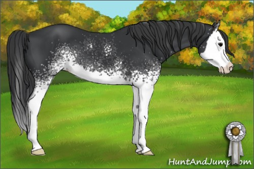 Horse Color: White Spotted Black Splash 