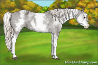 Horse Color:White Spotted Silver Black Splash Appaloosa 