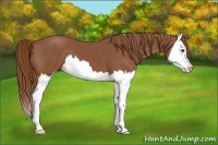 Horse Color:Chestnut Splash 