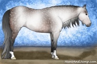 Horse Color:Gray Bay 