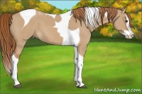 Horse Color:Red Dun Splash Tobiano