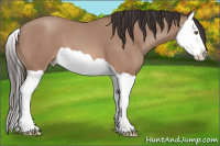 Horse Color:Sable Champagne Splash 