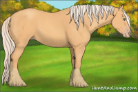 Horse Color:Gold Cream Champagne