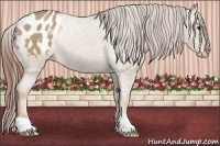 Horse Color:Red Dun Appaloosa 