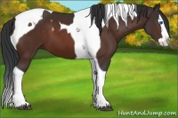 Horse Color:Bay Splash Tobiano 