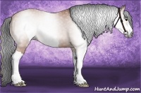 Horse Color:Gray Bay 
