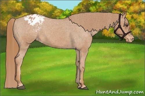 Horse Color:Red Roan Appaloosa 