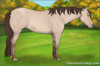 Horse Color:Amber Champagne Dun 
