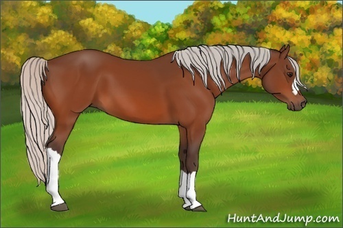 Horse Color:Silver Bay 
