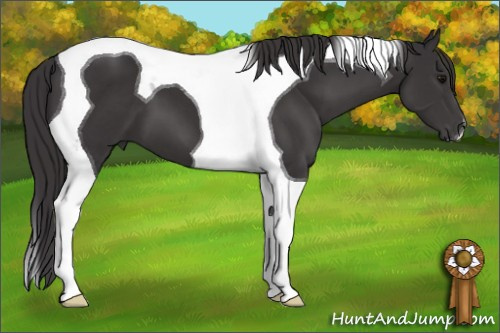 Horse Color: Smoky Black Tobiano 