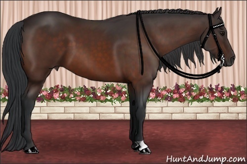 Horse Color: Bay 