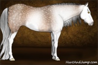 Horse Color:Gray Amber Champagne Splash 