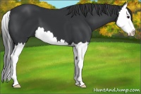 Horse Color:Black Splash