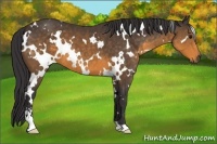 Horse Color:White Spotted Buckskin Sabino 