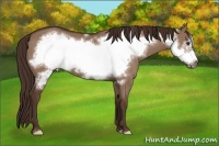 Horse Color:Liver Red Dun Frame 