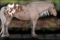 Horse Color:Silver Brown Blanket Rabicano 