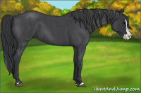 Horse Color:Blue Roan Splash 