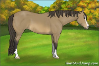Horse Color:Buckskin Sabino