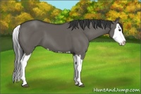 Horse Color:Grullo Splash 