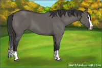 Horse Color:Grullo Splash 