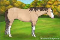 Horse Color:Amber Champagne Splash 