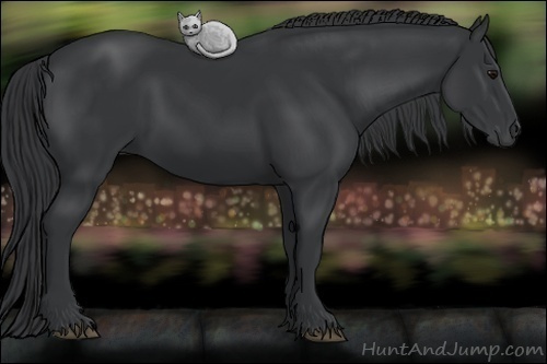 Horse Color: Black 