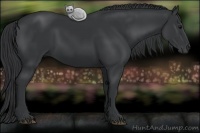 Horse Color:Black 