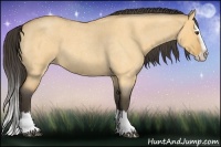 Horse Color:Buckskin Roan Dun Splash 
