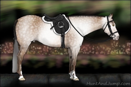 Horse Color:Gray Amber Champagne Sabino 