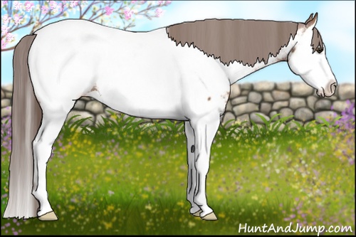 Horse Color: Bay Splash Near Fewspot 