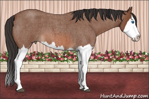 Horse Color: Bay Roan Splash 