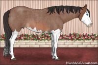 Horse Color:Bay Roan Splash