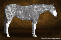 Horse Color:Smoky Black Ice Sabino 