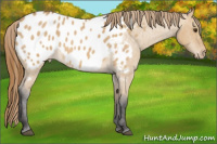 Horse Color:Buckskin Roan Dun Blanket 