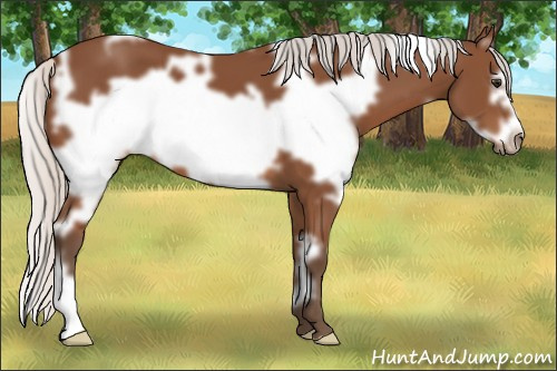 Horse Color: White Spotted Silver Bay Frame 