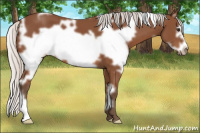 Horse Color:White Spotted Silver Bay Frame