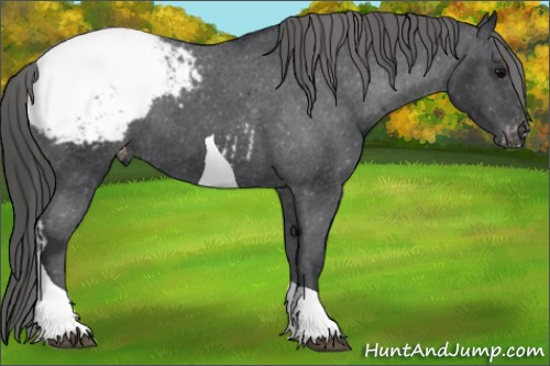 Horse Color: Black Tobiano Snowcap 