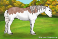 Horse Color:Silver Bay Roan Splash 