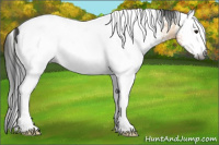 Horse Color:Gray White Spotted Buckskin 