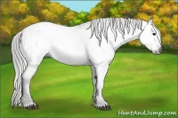 Horse Color:Gray Black Varnish 