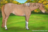 Horse Color:Red Roan Tobiano 
