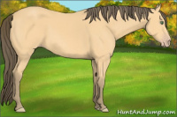 Horse Color:Amber Cream Champagne Sabino 