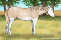 Horse Color:Red Dun Pearl Splash