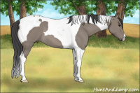 Horse Color:Grullo Tobiano