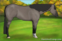 Horse Color:Gray Grullo